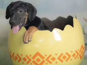 Cachorro raça SRD-ViraLata idade 2 a 6 meses nome Jerry 