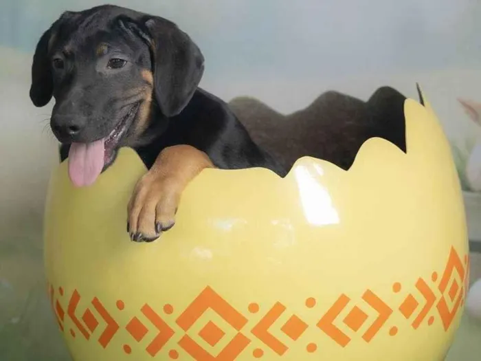 Cachorro ra a SRD-ViraLata idade 2 a 6 meses nome Jerry 