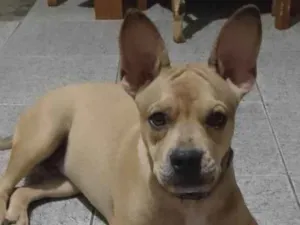 Cachorro raça SRD-ViraLata idade 7 a 11 meses nome Tom