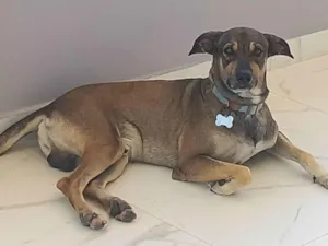 Cachorro raça SRD-ViraLata idade 3 anos nome THOR