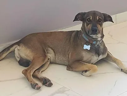 Cachorro raça SRD-ViraLata idade 3 anos nome THOR