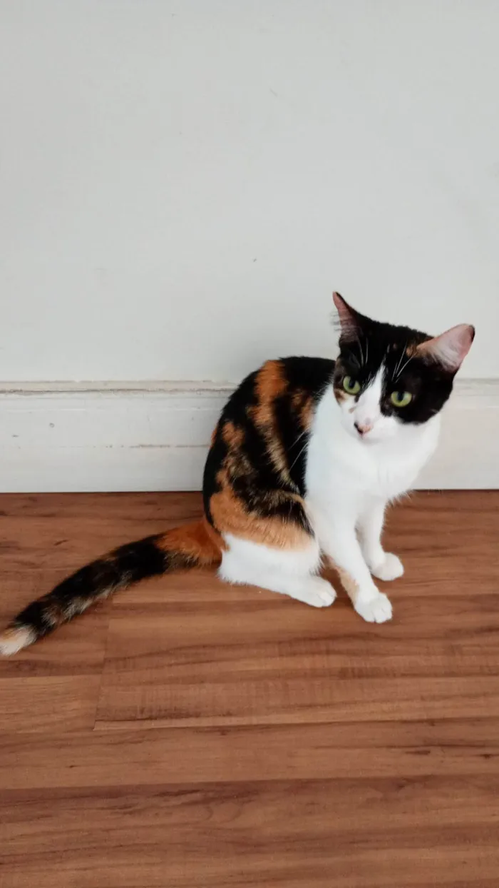 Gato ra a SRD-ViraLata idade 2 anos nome Magali