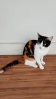 Magali