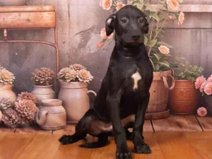 Cachorro raça SRD-ViraLata idade 2 a 6 meses nome Bento 