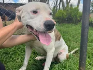 Cachorro raça Pit-Bull idade 2 anos nome Theo 