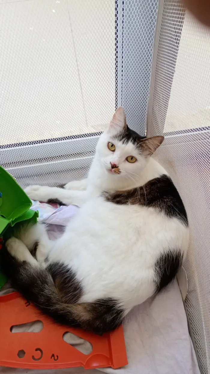 Gato ra a SRD-ViraLata idade 2 anos nome Estrela