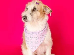 Cachorro raça SRD-ViraLata idade 2 anos nome Emy 