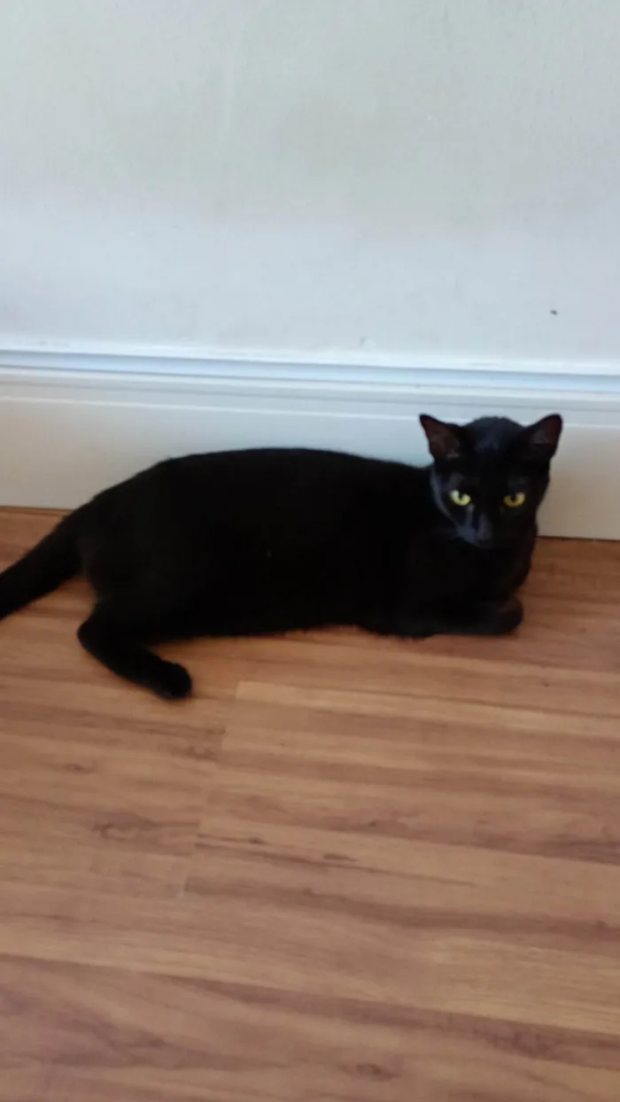 Gato ra a SRD-ViraLata idade 2 anos nome Lua