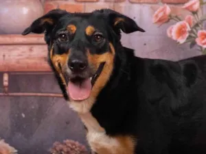 Cachorro raça SRD-ViraLata idade 2 anos nome Kyara 