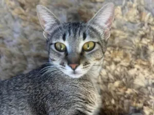 Gato raça SRD-ViraLata idade 1 ano nome Sophie 