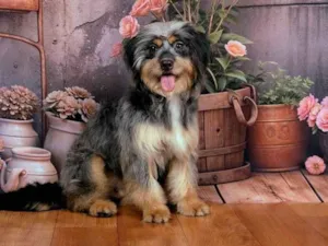Cachorro raça SRD-ViraLata idade 1 ano nome Xuxa 
