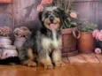 Xuxa