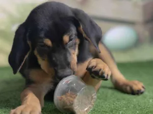 Cachorro raça SRD-ViraLata idade 2 a 6 meses nome Tom 