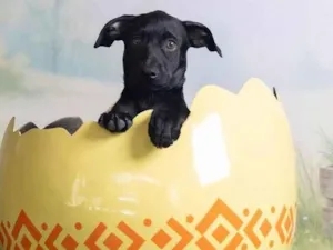 Cachorro raça SRD-ViraLata idade 2 a 6 meses nome Christian 