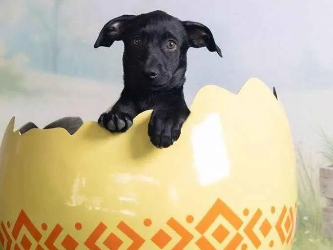 Cachorro ra a SRD-ViraLata idade 2 a 6 meses nome Christian 