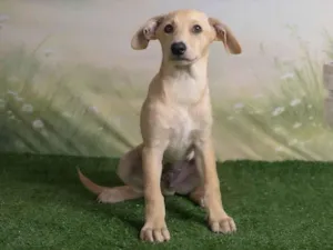 Cachorro raça SRD-ViraLata idade 2 a 6 meses nome Ralf 