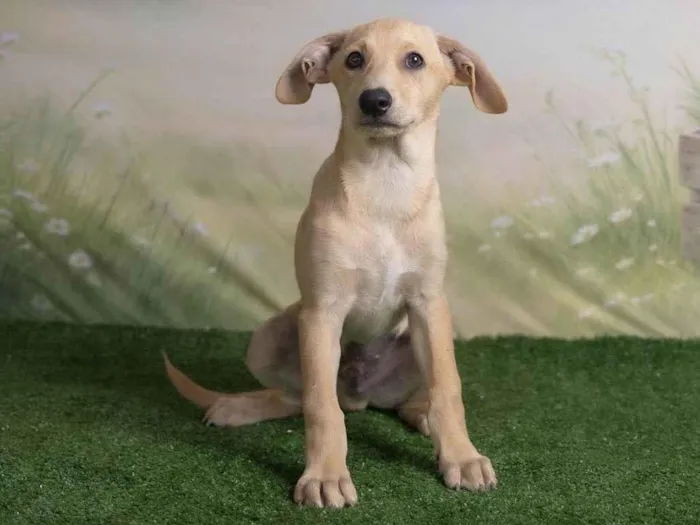 Cachorro ra a SRD-ViraLata idade 2 a 6 meses nome Ralf 