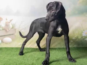 Cachorro raça SRD-ViraLata idade 2 a 6 meses nome Bento 