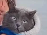 Gato raça SRD-ViraLata idade 6 ou mais anos nome Doodles