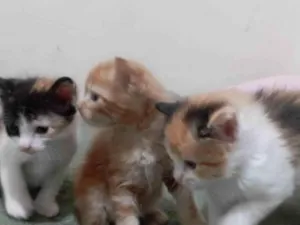 Gato raça American Shorthair idade Abaixo de 2 meses nome Nao tem