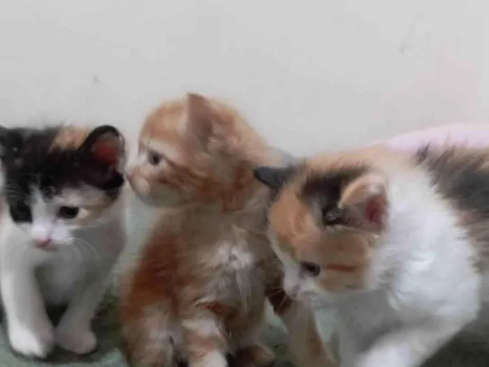 Gato ra a American Shorthair idade Abaixo de 2 meses nome Nao tem