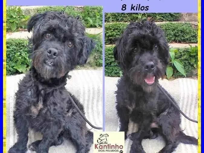Cachorro ra a SRD-ViraLata idade 2 anos nome Joaquim