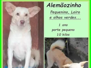 Cachorro raça SRD-ViraLata idade 1 ano nome Alemãozinho