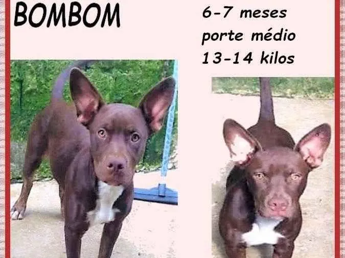 Cachorro ra a SRD-ViraLata idade 2 a 6 meses nome Bombom