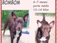 Bombom