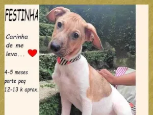 Cachorro raça SRD-ViraLata idade 2 a 6 meses nome Festinha