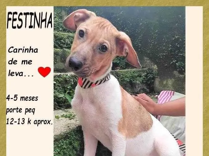 Cachorro ra a SRD-ViraLata idade 2 a 6 meses nome Festinha
