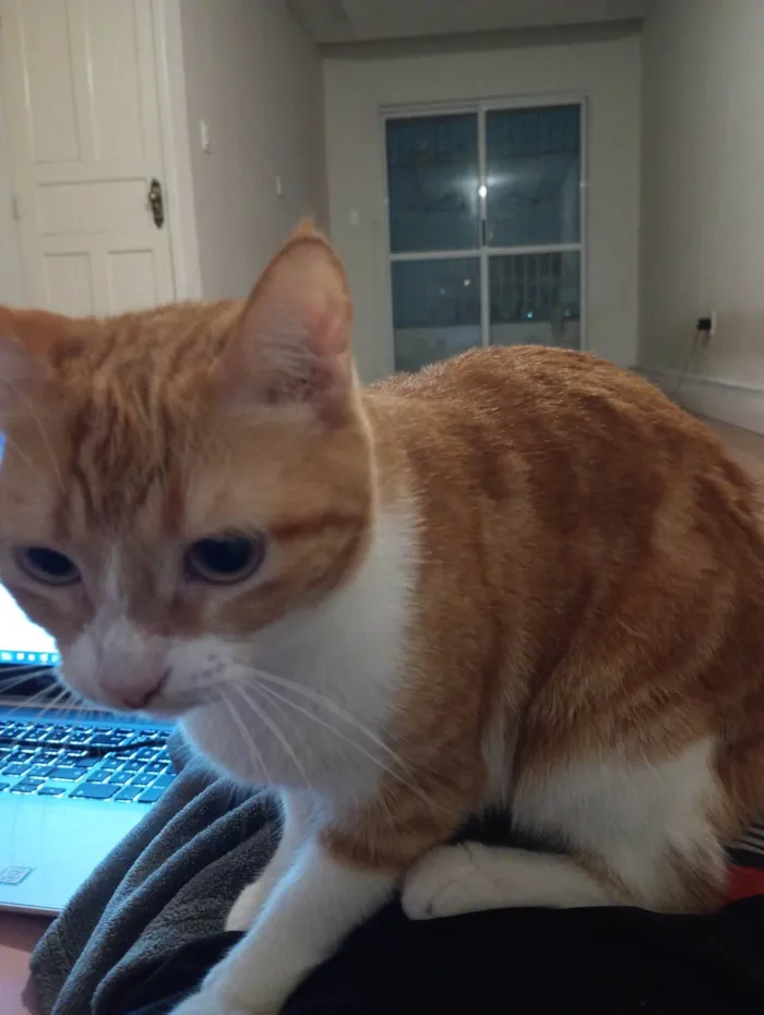 Gato ra a SRD-ViraLata idade 2 anos nome Laranjinha