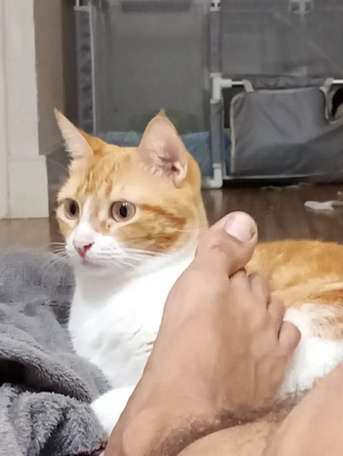 Gato ra a SRD-ViraLata idade 2 anos nome Laranjinha