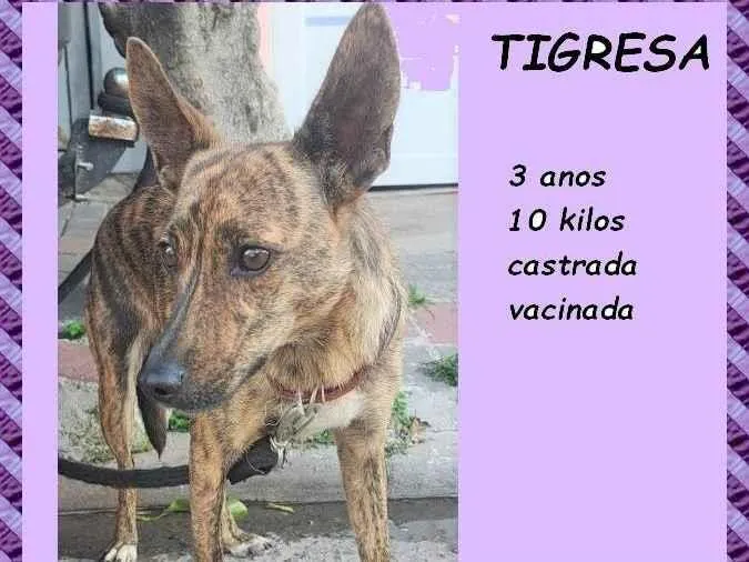 Cachorro ra a SRD-ViraLata idade 3 anos nome Tigresa