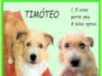 Timóteo