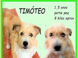 Cachorro raça SRD-ViraLata idade 1 ano nome Timóteo