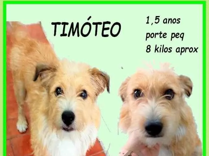 Cachorro ra a SRD-ViraLata idade 1 ano nome Timóteo