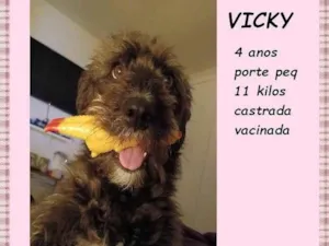 Cachorro raça SRD-ViraLata idade 4 anos nome Vicky