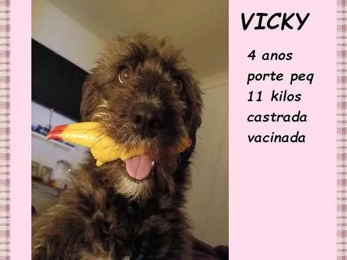 Cachorro ra a SRD-ViraLata idade 4 anos nome Vicky