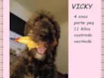 Vicky