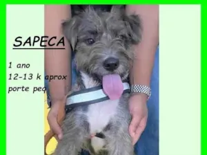 Cachorro raça SRD-ViraLata idade 1 ano nome Sapeca