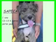 Sapeca