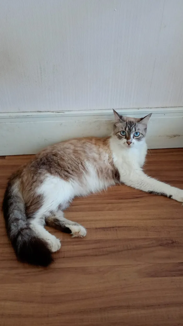 Gato ra a SRD-ViraLata idade 2 anos nome Cristal