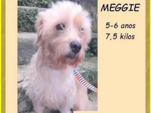 Cachorro raça SRD-ViraLata idade 6 ou mais anos nome Meggie