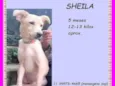 Sheila