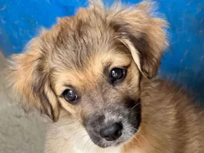 Cachorro ra a SRD-ViraLata idade 2 a 6 meses nome Theo