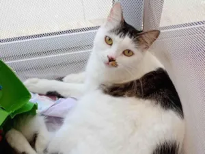 Gato raça SRD-ViraLata idade 2 anos nome Estrela