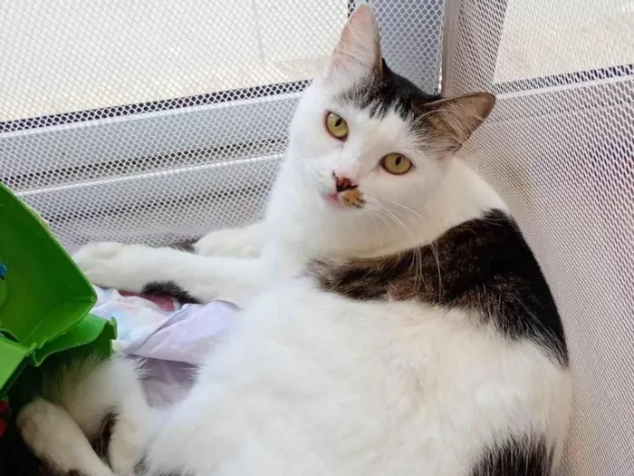 Gato ra a SRD-ViraLata idade 2 anos nome Estrela