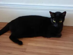 Gato raça SRD-ViraLata idade 2 anos nome Lua