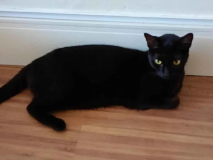 Gato ra a SRD-ViraLata idade 2 anos nome Lua
